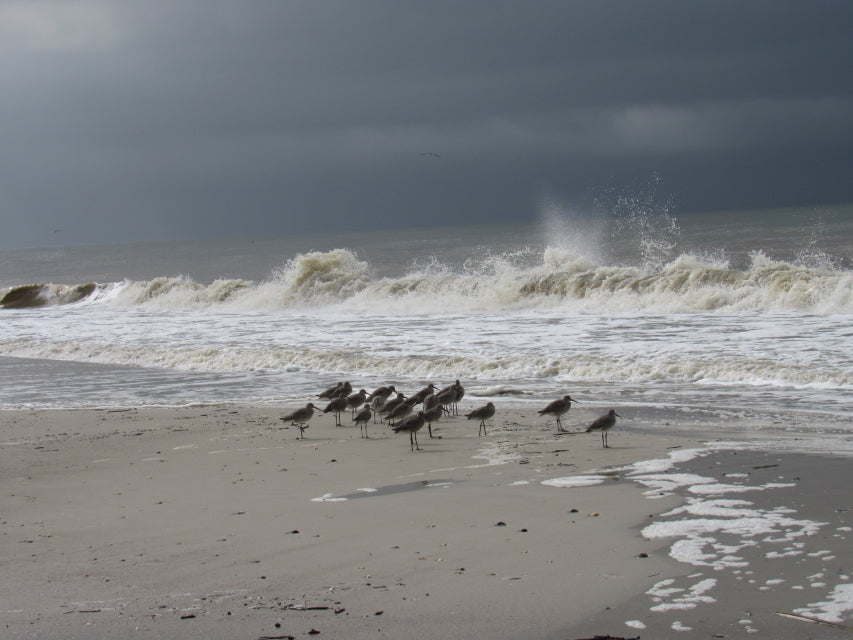 Picture shows a dark grey sky over crashing ocean waves. Nearby are a bunch of birds staring at the waves.