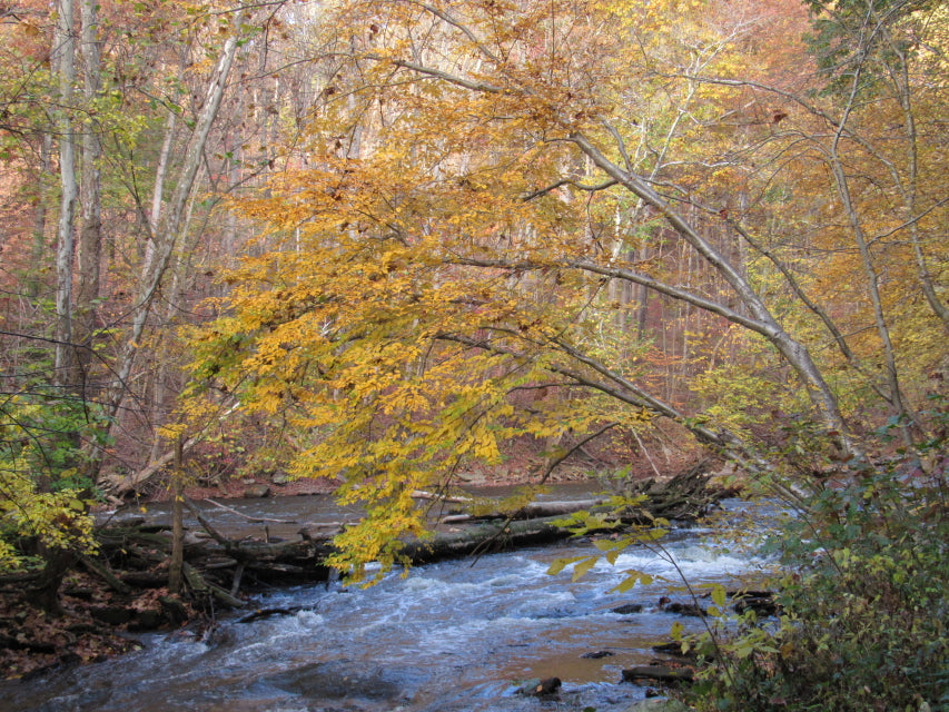 Cascade River and Trees - Oxbow Summit Metro Park