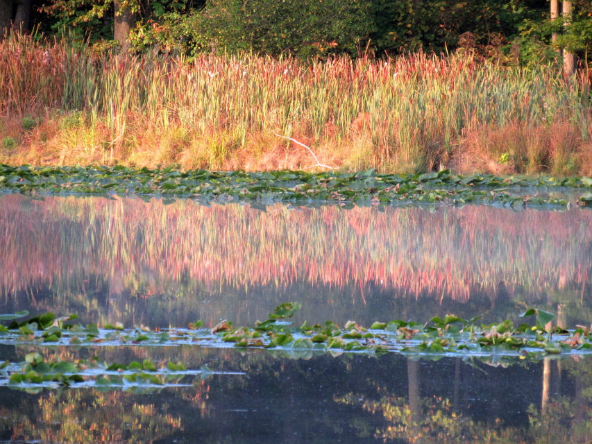 So many colors reflected on water. Bright red and green plant life reflecting in pond filled with lily pads.